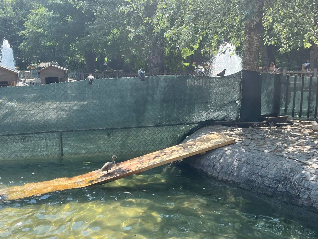 Kuğulu Park’ta 15 yıl sonra bir ilk gerçekleşti 4